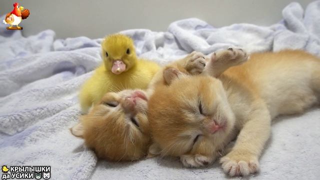 Утята и Цыплята - Кошки и котята - (3) Хвостики да Усики ❣️