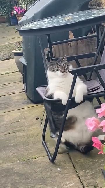 ❤️ Котик после новогодних праздников