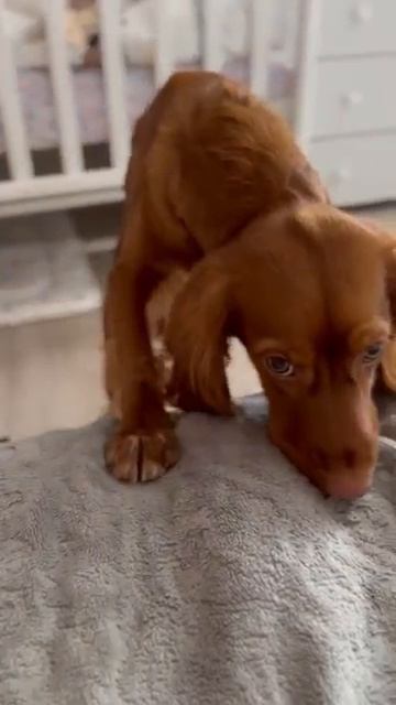 🐶Щенячьи глазки не прокатили 🥺☝🏻 #щенок #щенячьиглазки #собака #кот #домашниеживотные #милота (36