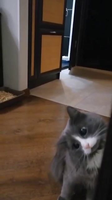 Мы в ВК https://vk.com/life_of_cats