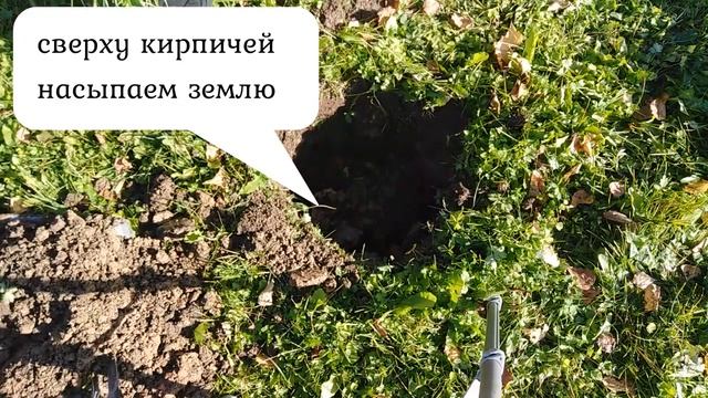 КАК БЫСТРО И ПРАВИЛЬНО  ПОСАДИТЬ ДЕРЕВО НА ДАЧЕ