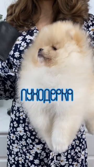 Лучшие расчески для #шпица🐕 #друг #dog #питомец #puppy #pomdog #померанскийшпиц #pomeranian #шпицы