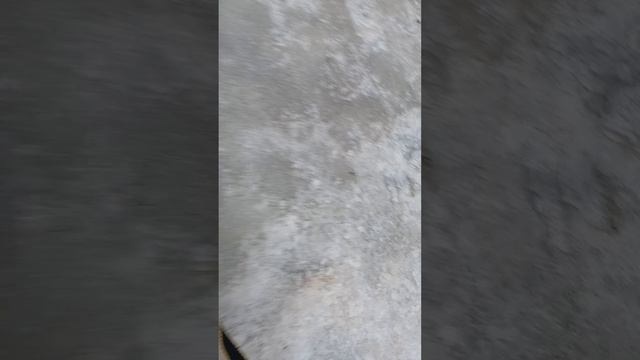 Шейк #Шереметьевский приют
