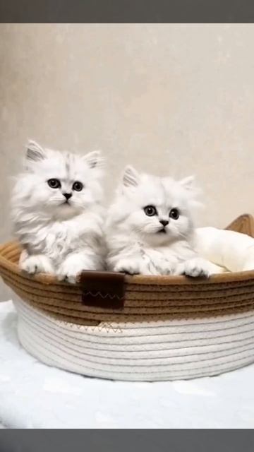 МАЛЫШКИ,белоснежные девочки😍❤