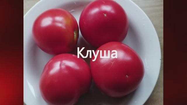 ТОМАТЫ. Раннеспелые сорта томатов.  г. Киров