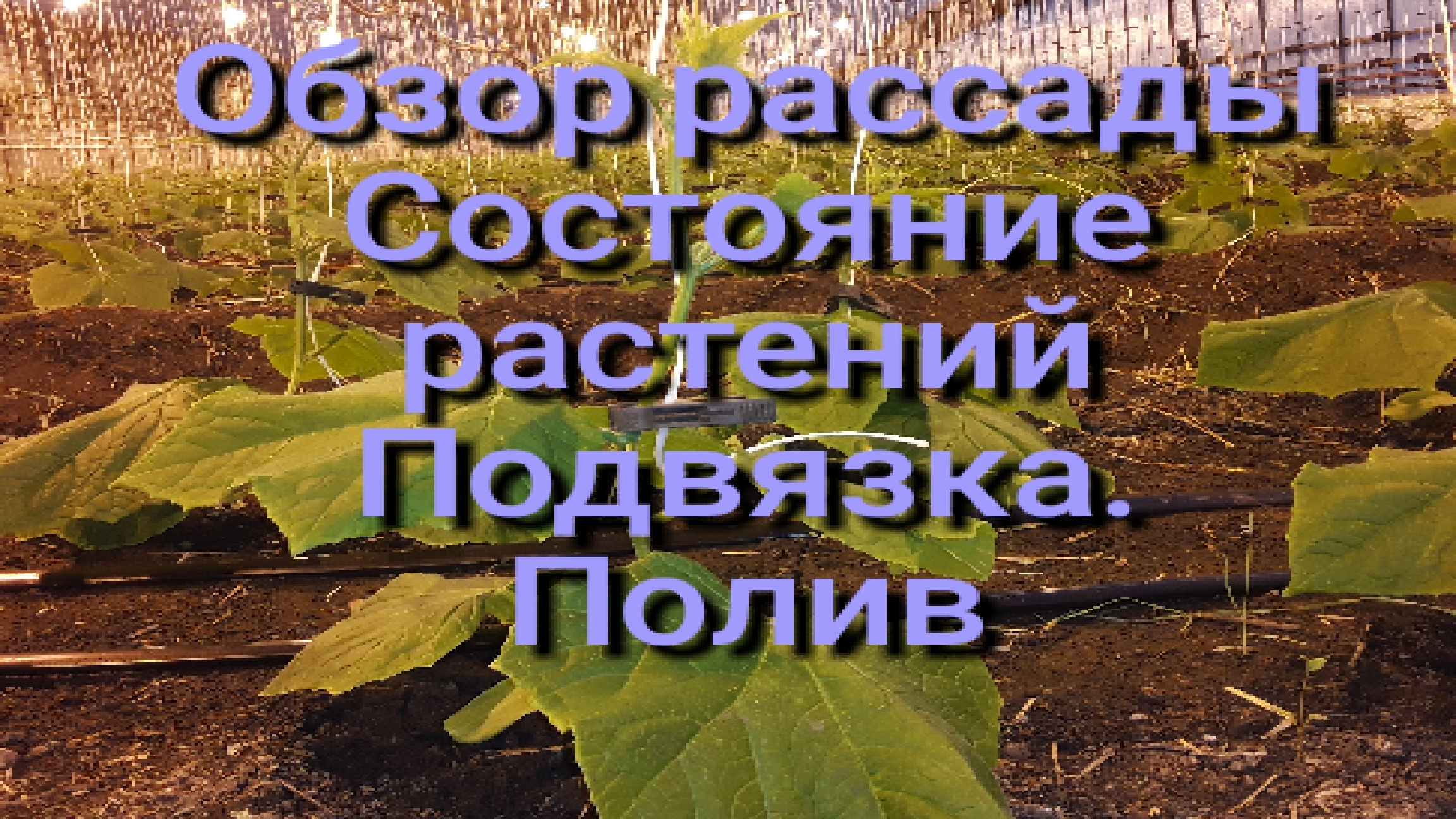 Обзор 2х теплиц. Состояние рассады #землядел