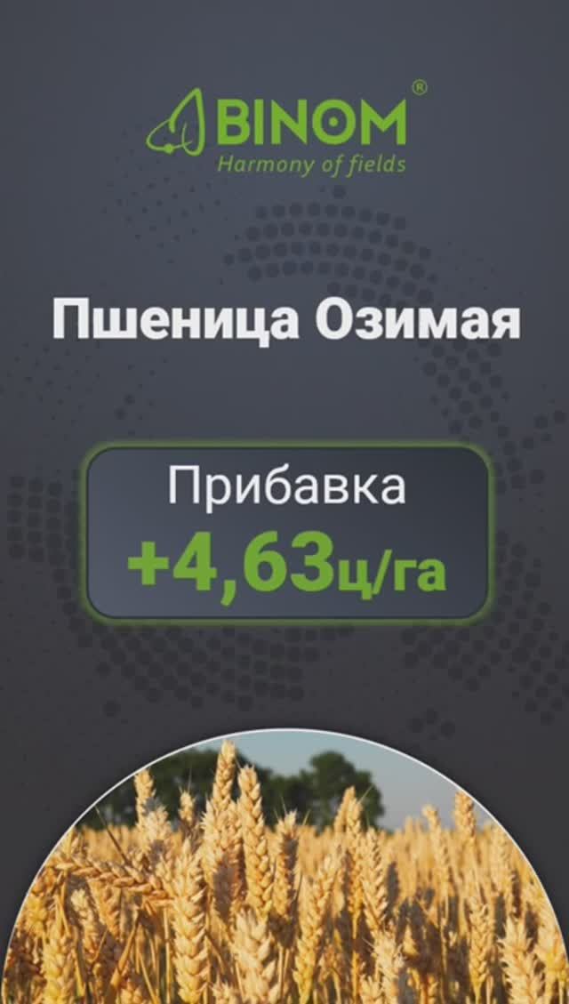 BINOM NPK 10:55:0 в действии: результаты применения на озимой пшенице