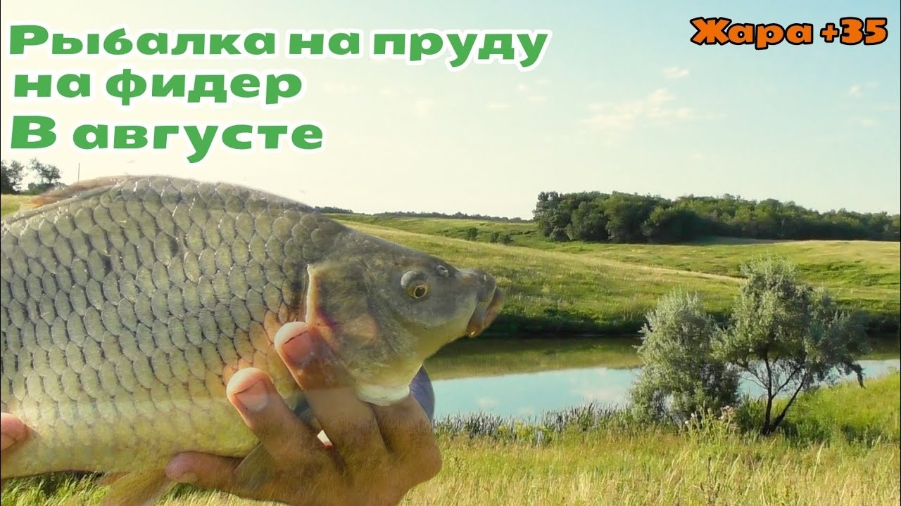 Приятный бонус на лайтовую снасть . С фидером на пруду в августе