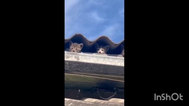 Ласточки прилетели