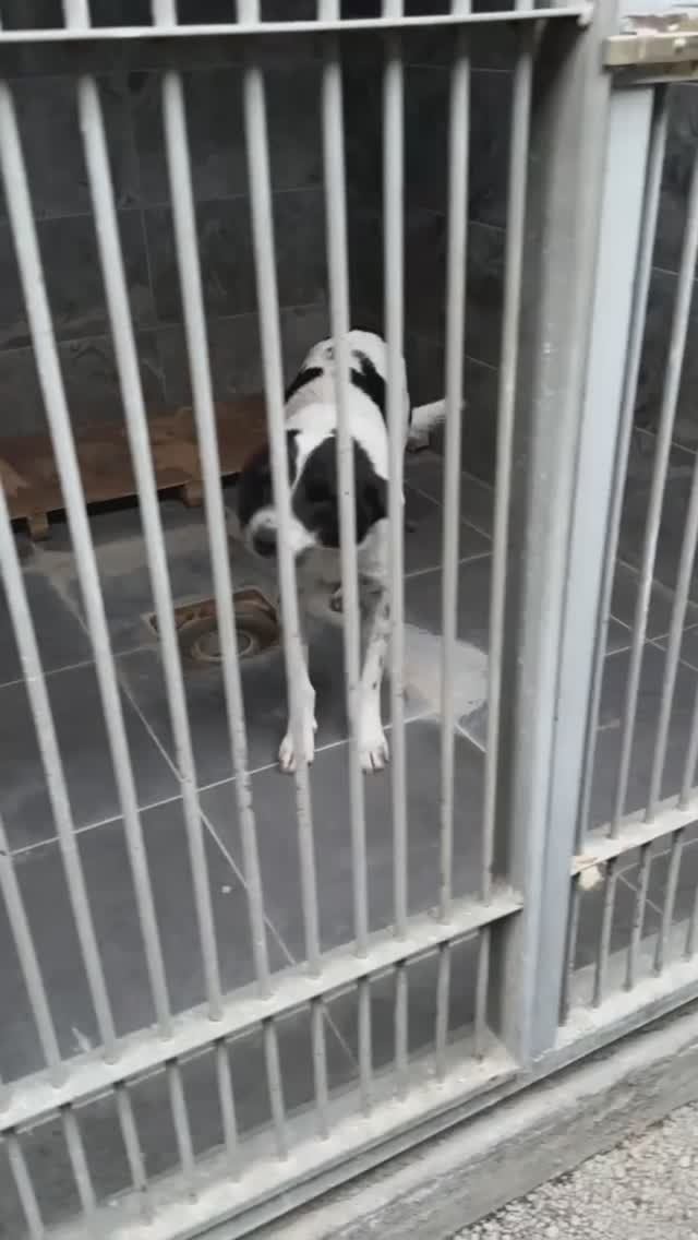 Белый бим черное ухо под усыпление