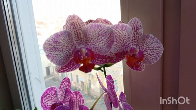 Что нацвело у меня сегодня
