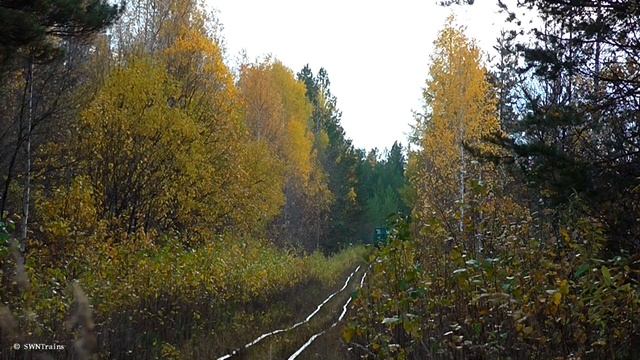 "Осенняя узкоколейка". АУЖД. Тепловоз ТУ4-1800 с поездом №7 Угольная - Ельничная