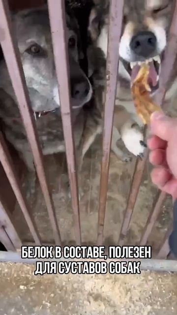 Лапы утиные от Варяга