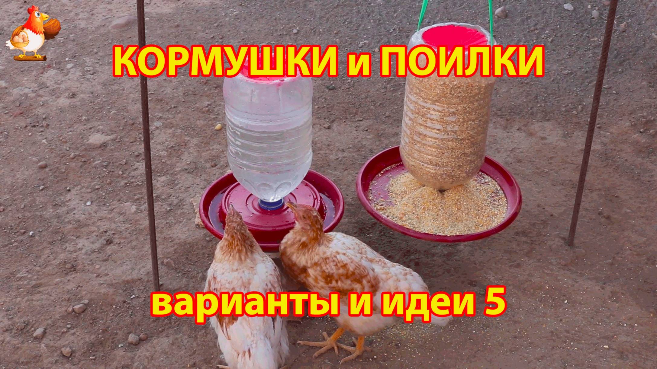 Кормушки и поилки для кур своими руками (5) 🪚🪛 Пошаговая инструкция как сделать 🐔 🐓❣️