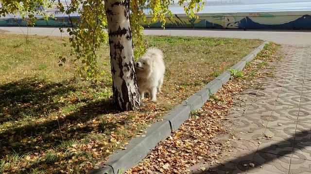 Белая собака и осень. Футаж.
