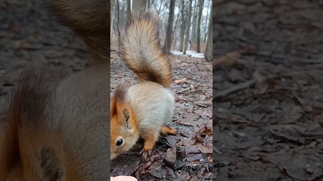 У белки грязные-мокрые лапки