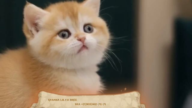 Золотая «шоколадная» шиншиллочка Кьяна Лиля Бри
