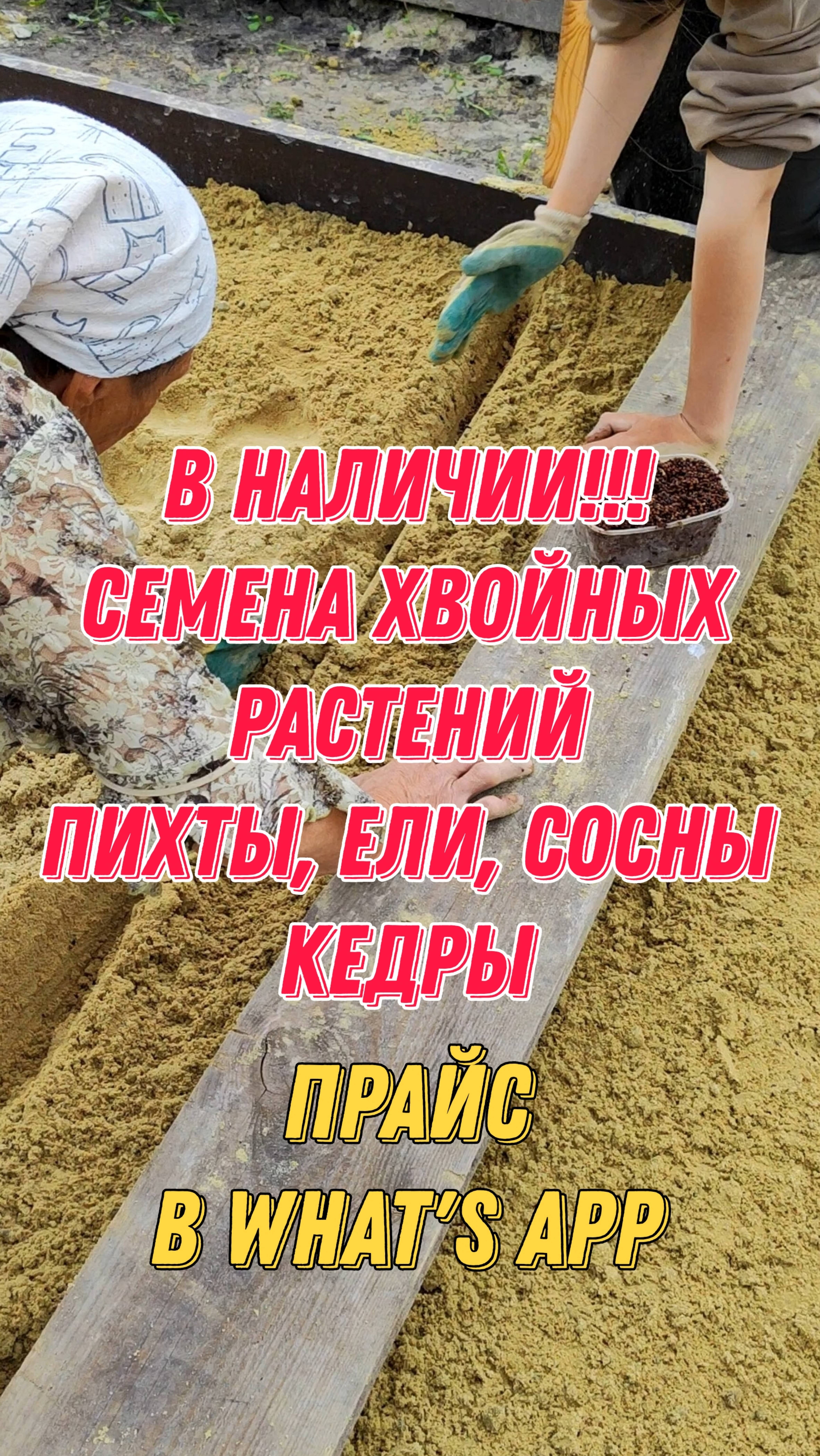 В наличии семена хвойных растений: пихты, ели, сосны, кедры. Обращаться в What's App +79257080011