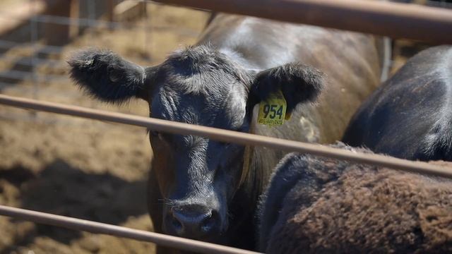 Value–Added Angus Feeder Cattle Capture Extra Bid