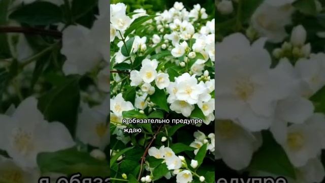 Не сажай  ❌ эти растения в саду.mp4