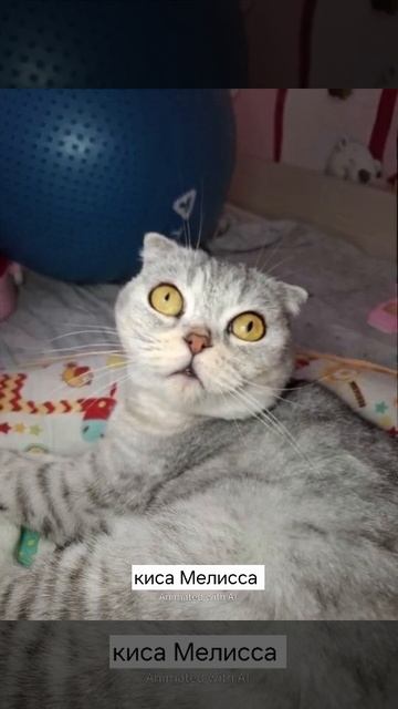 Моя киса Мелисса😍😊