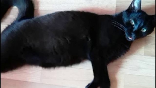 котик 😜✌🐆🐾🐾🐾🐾