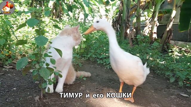 Пекинский селезень Тимур и его кошки 🥰 выпуск (4)
