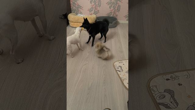 Делят игрушку!