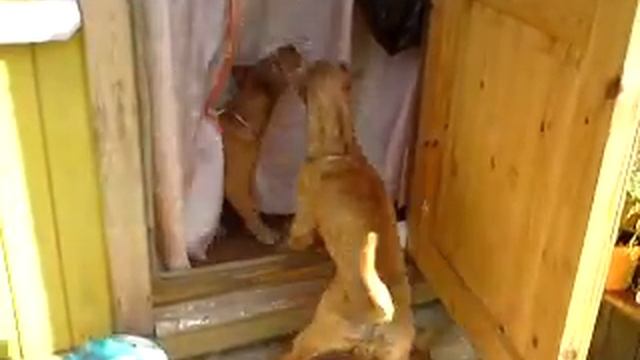 Притравка ирландских терьеров на солнечного зайца!2013
