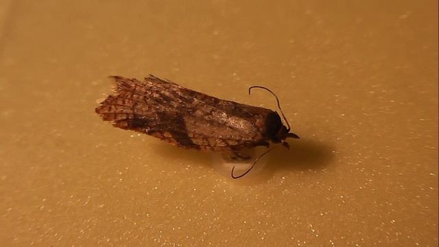Acleris rhombana (листовёртка сетчатая)