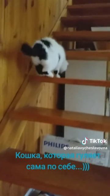 Кошка, которая гуляет сама по себе...)))