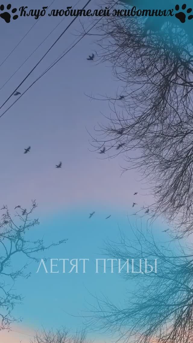 Летят птицы