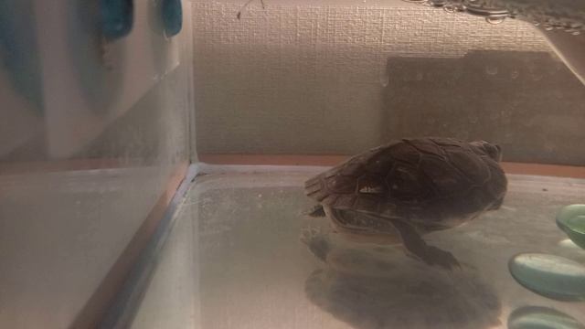 красноухая черепашка. 🐢🐢