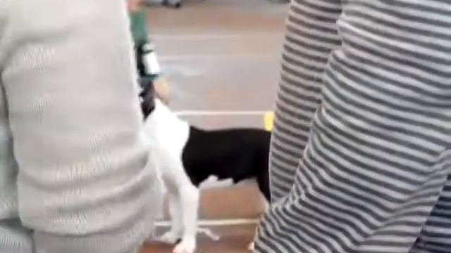 моно ЛБ.MP4
