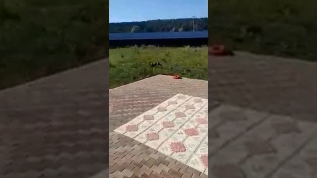 Амстаффы Ценный Приз под музыку Вивальди, лето 2021