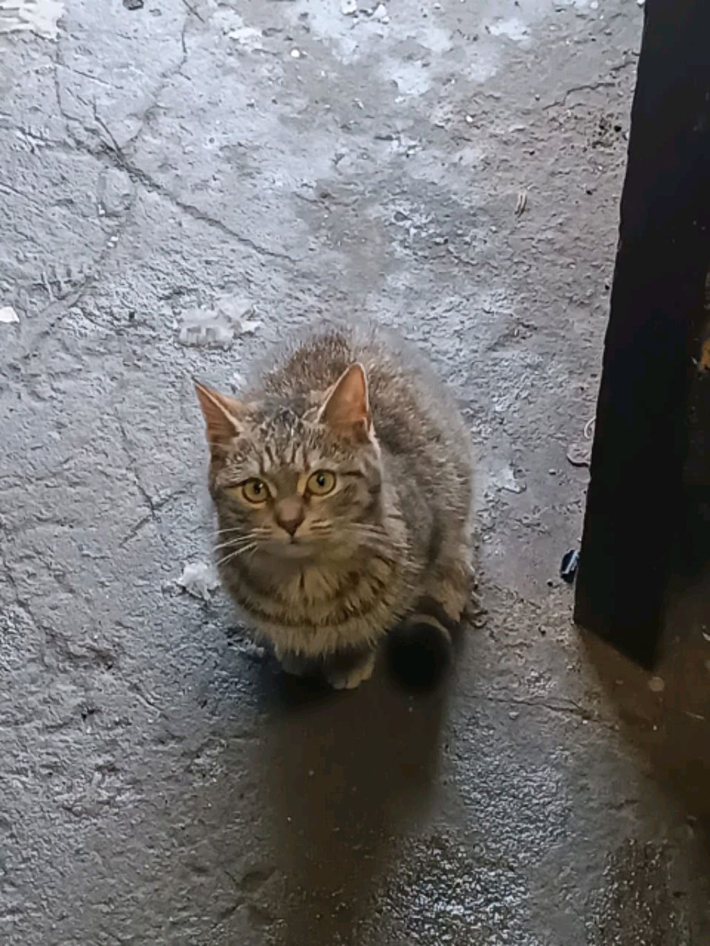 домик 123