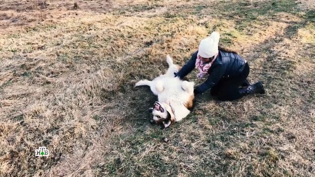 Сюжет про приют для собак