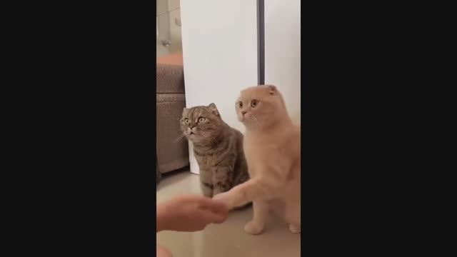 🤣🤣🤣 СМЕШНЫЕ ЖИВОТНЫЕ ЛУЧШИЕ ПРИКОЛЫ С КОТАМИ, СОБАКАМИ, ЖИВОТНЫЕ, СМЕШНЫЕ ВИДЕО