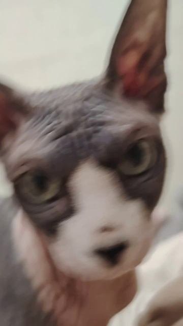 Котики
