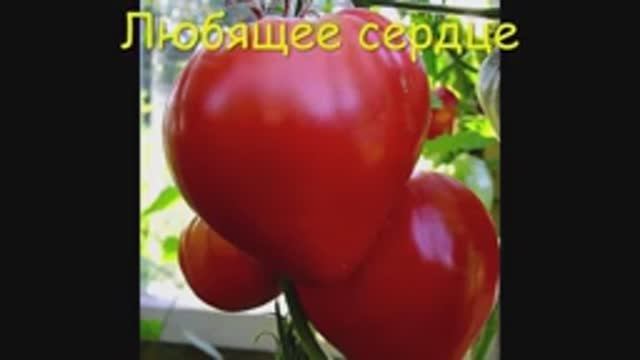 ТОМАТЫ. КАТАЛОГ  томатов на 2025 год.  г. Киров