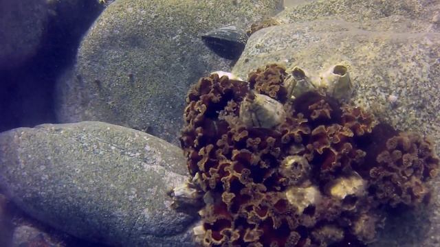 Подводный мир японского моря, август 2022г.