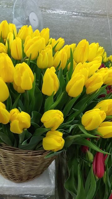 Ваш тюльпан 🌷 25