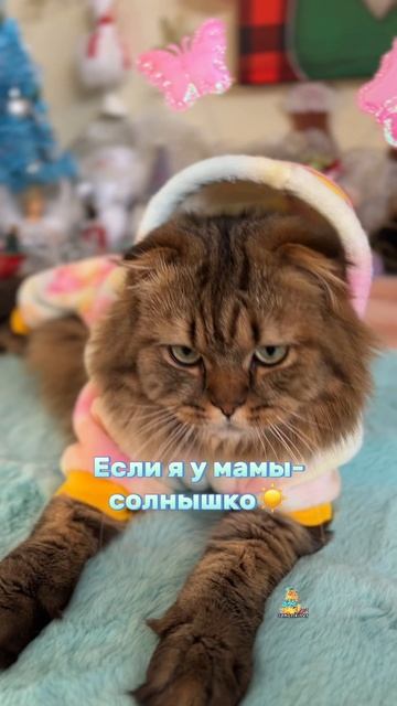 Привет, мои солнышки!☀️😻 #котик #солнышко #милыекотики