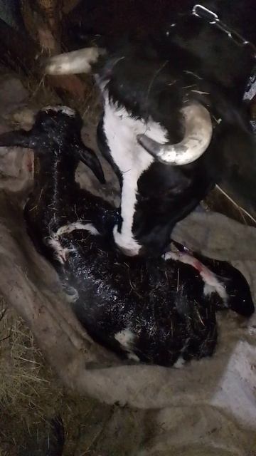 новая жизнь
