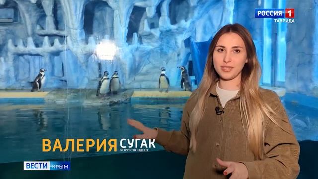 ВЕСТИ КРЫМ «Звериные истории»: как живут пингвины Гумбольдта в Крыму