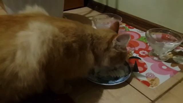 Едят ли коты дыню