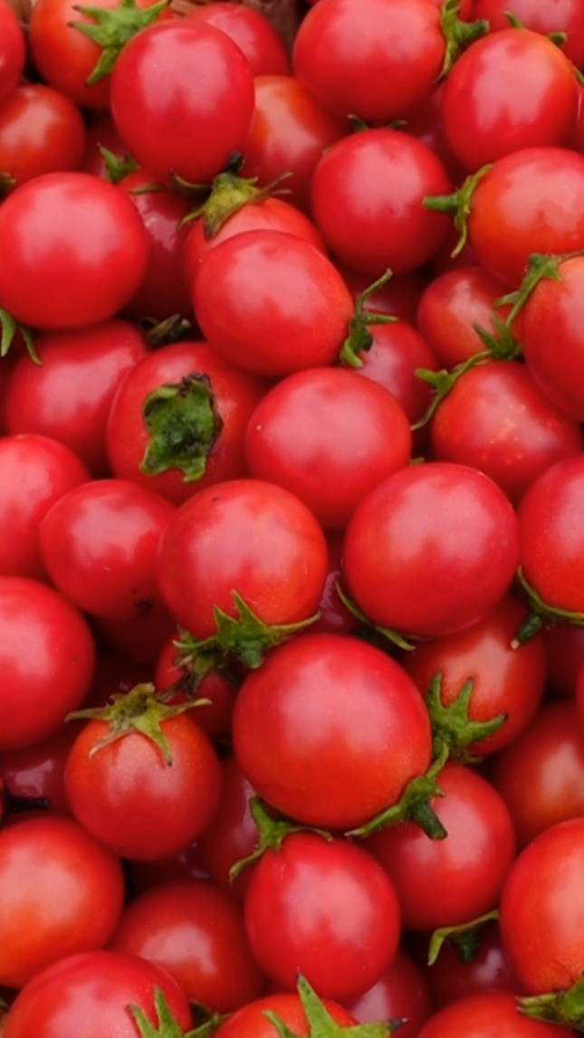 🍅Томат РОЗОВАЯ ГИРЛЯНДА! #shorts #томаты #советы