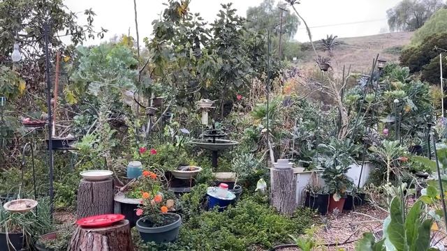Quiet Morning in Vegetable BIRD Garden Vlog Enjoying the Hummingbirds & Birds feeding & Bathing ASM