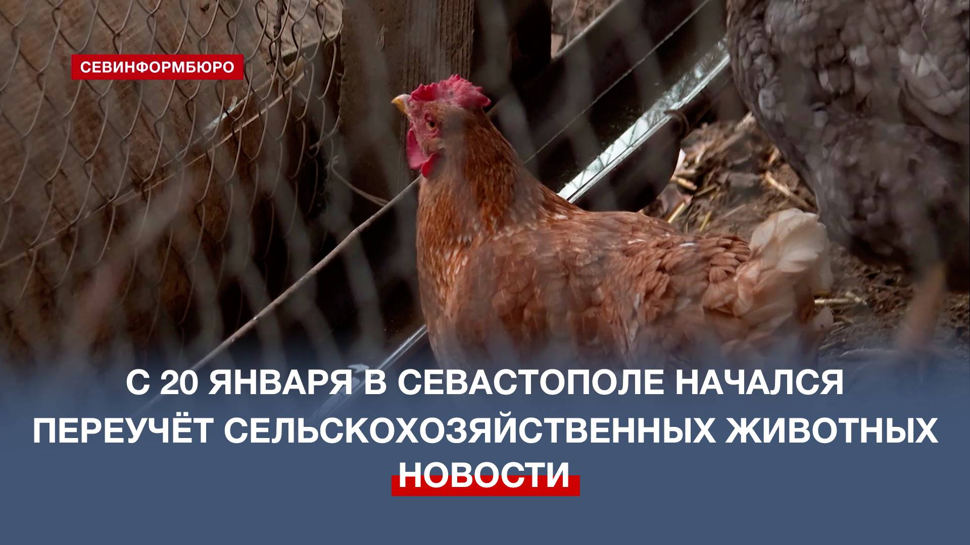 В Севастополе начался переучёт сельскохозяйственных животных