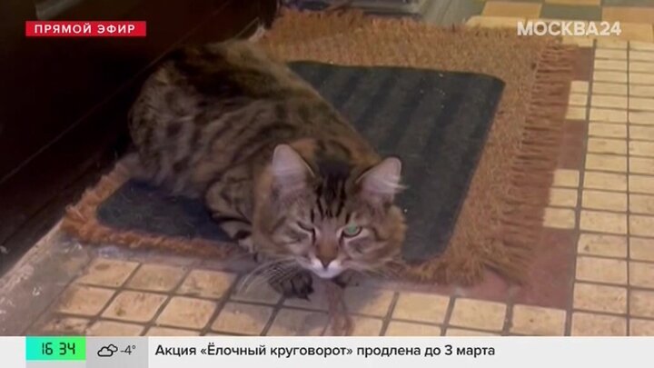 Найденный в подъезде Коптева кот ищет дом
